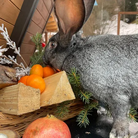 A-frame-hub 슬랍스크